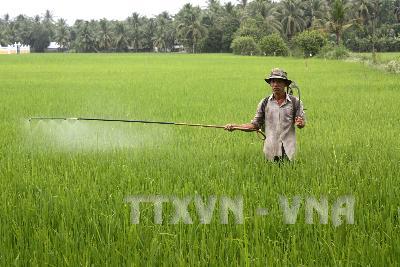 Năng suất lúa Đông Xuân sớm giảm mạnh do dịch bệnh